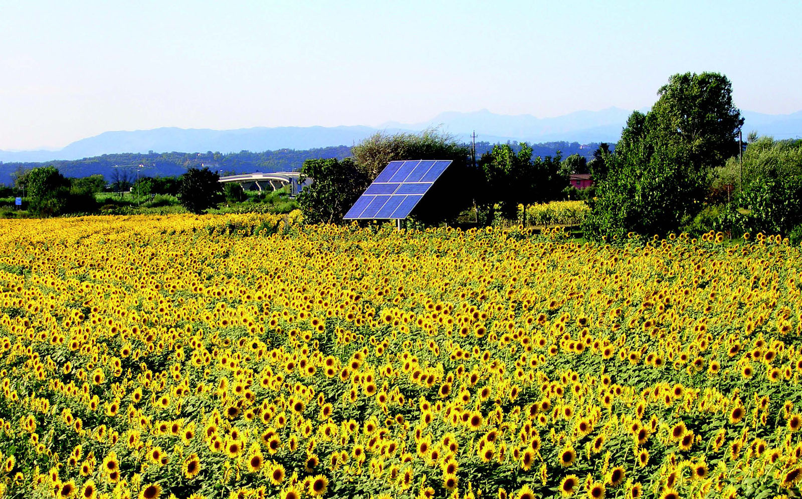 Inseguitore solare fotovoltaico in un campo di girasoli foto Mario Ferrucci, ARS 130-131