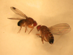 007_05drosophila-suzukii-maschio e femmina