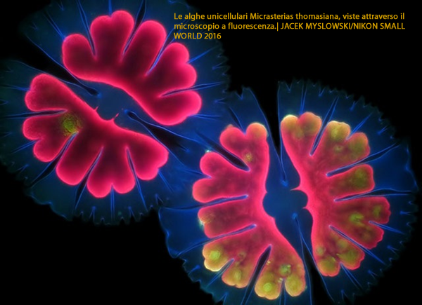 micrasterias thomasiana