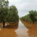 Uliveto in Puglia dopo le forti precipitazioni