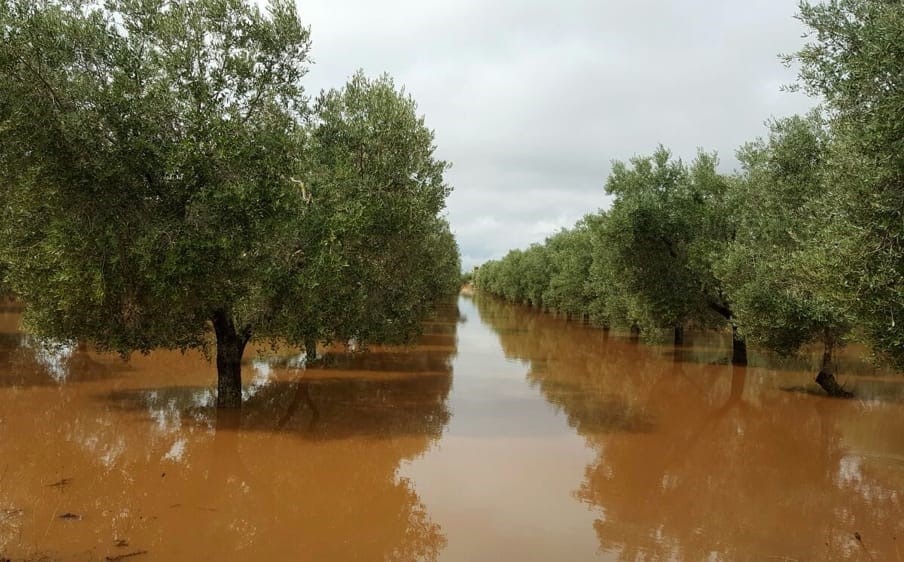 Uliveto in Puglia dopo le forti precipitazioni